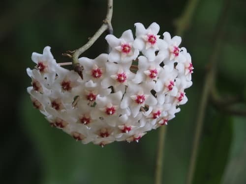 Hoya — plant photo