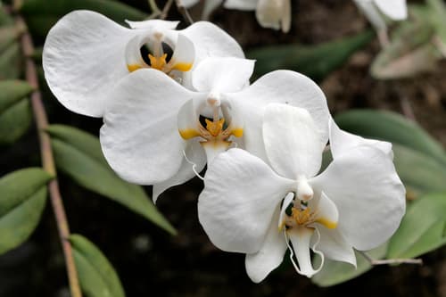 Orchid (Phalaenopsis) — plant photo