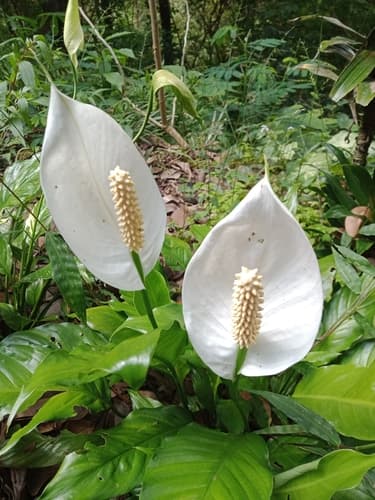 Peace Lily — plant photo