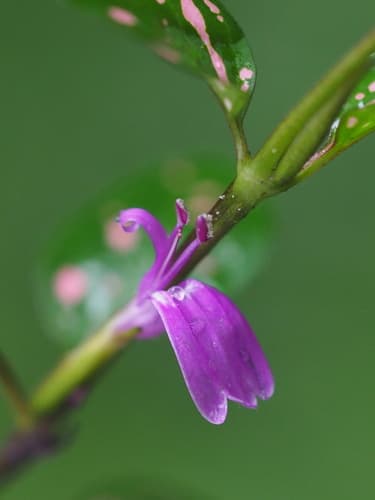 Polka Dot Plant — plant photo