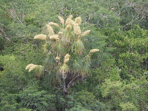 Ponytail Palm — plant photo