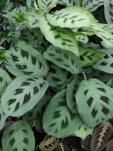 Prayer Plant — plant photo