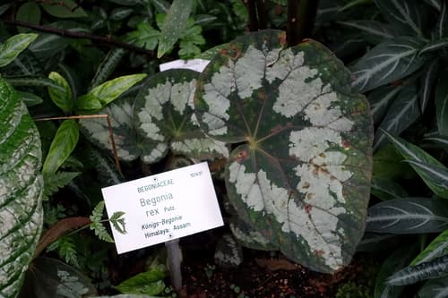 Rex Begonia — plant photo