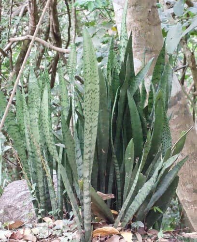 Snake Plant — plant photo