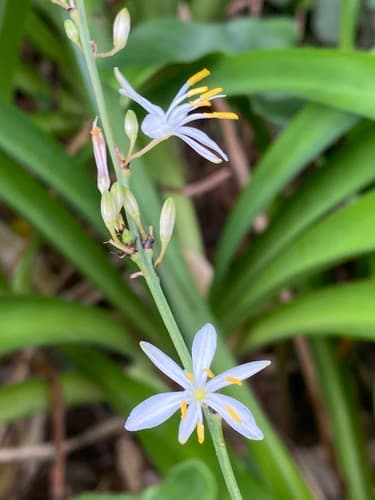 Spider Plant — plant photo