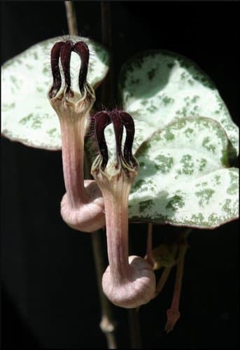 String of Hearts — plant photo
