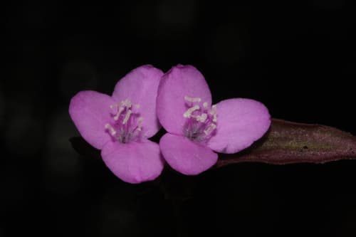 Tradescantia — plant photo