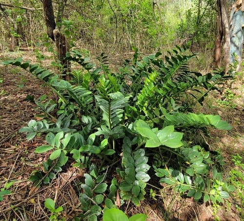ZZ Plant — plant photo