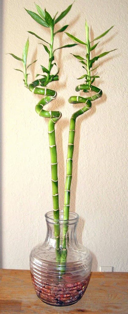 Lucky Bamboo (Dracaena sanderiana)