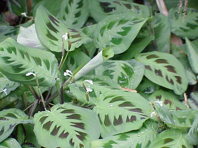 Prayer Plant (Maranta leuconeura)