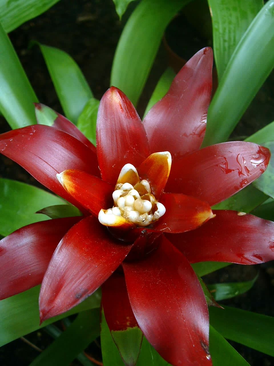 Bromeliad (Guzmania lingulata)