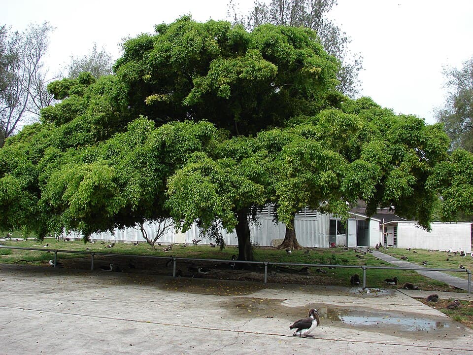 Weeping Fig (Ficus benjamina)