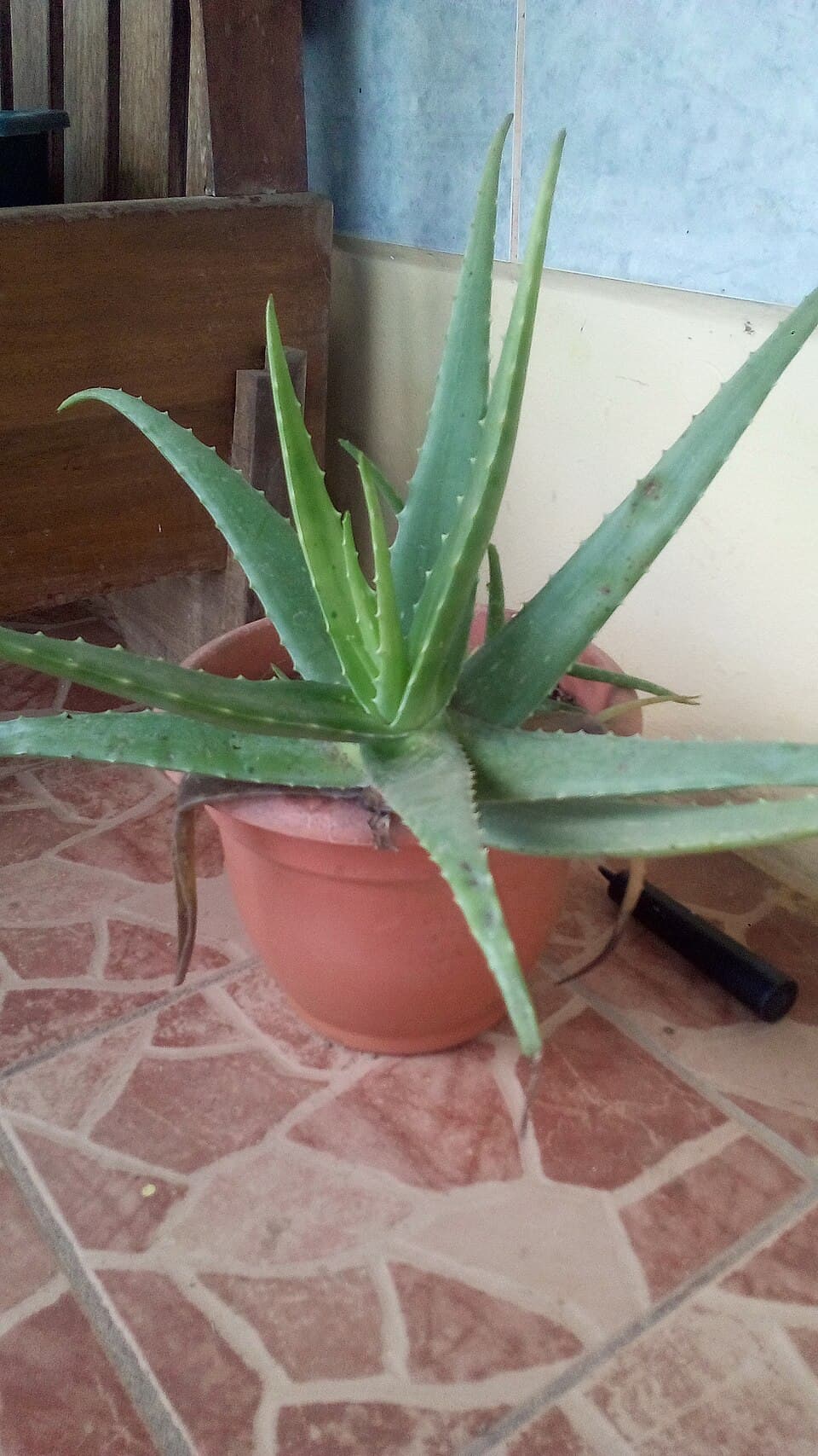 Aloe Vera (Aloe barbadensis miller)