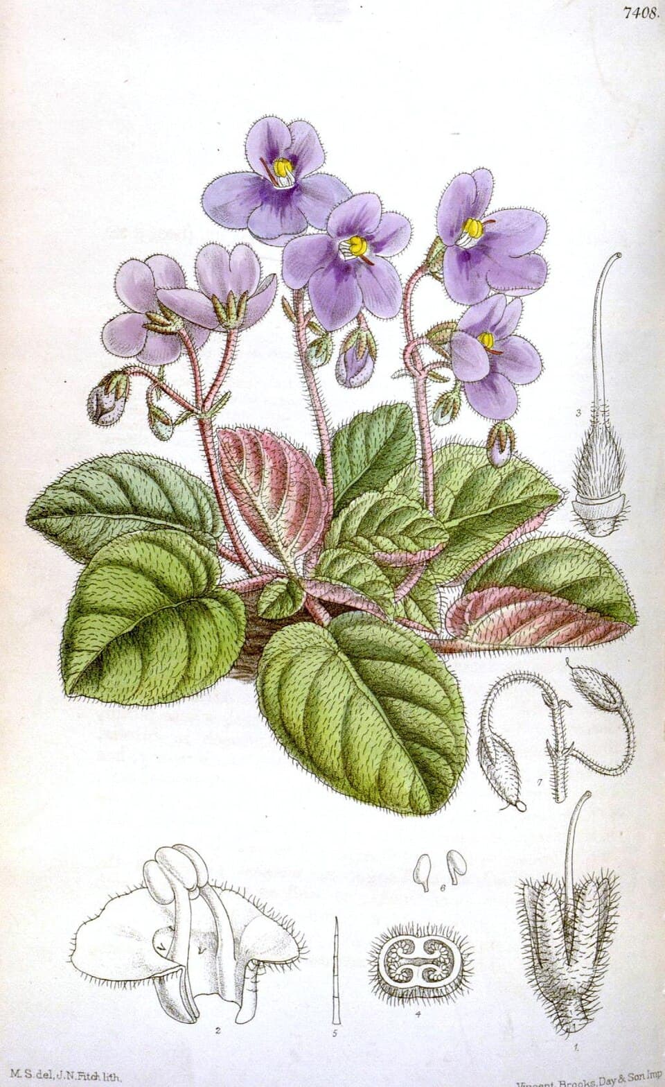 African Violet (Streptocarpus ionanthus)