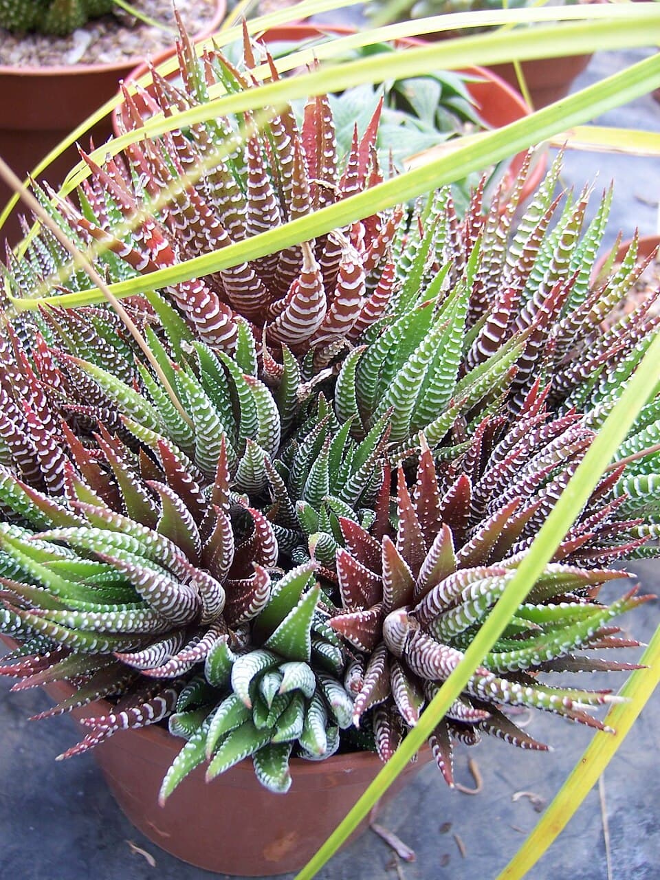 Haworthia (Haworthiopsis attenuata)
