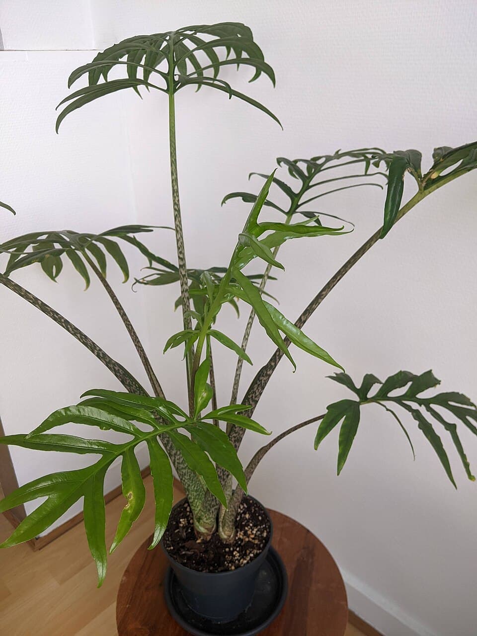 Alocasia (Alocasia polly)