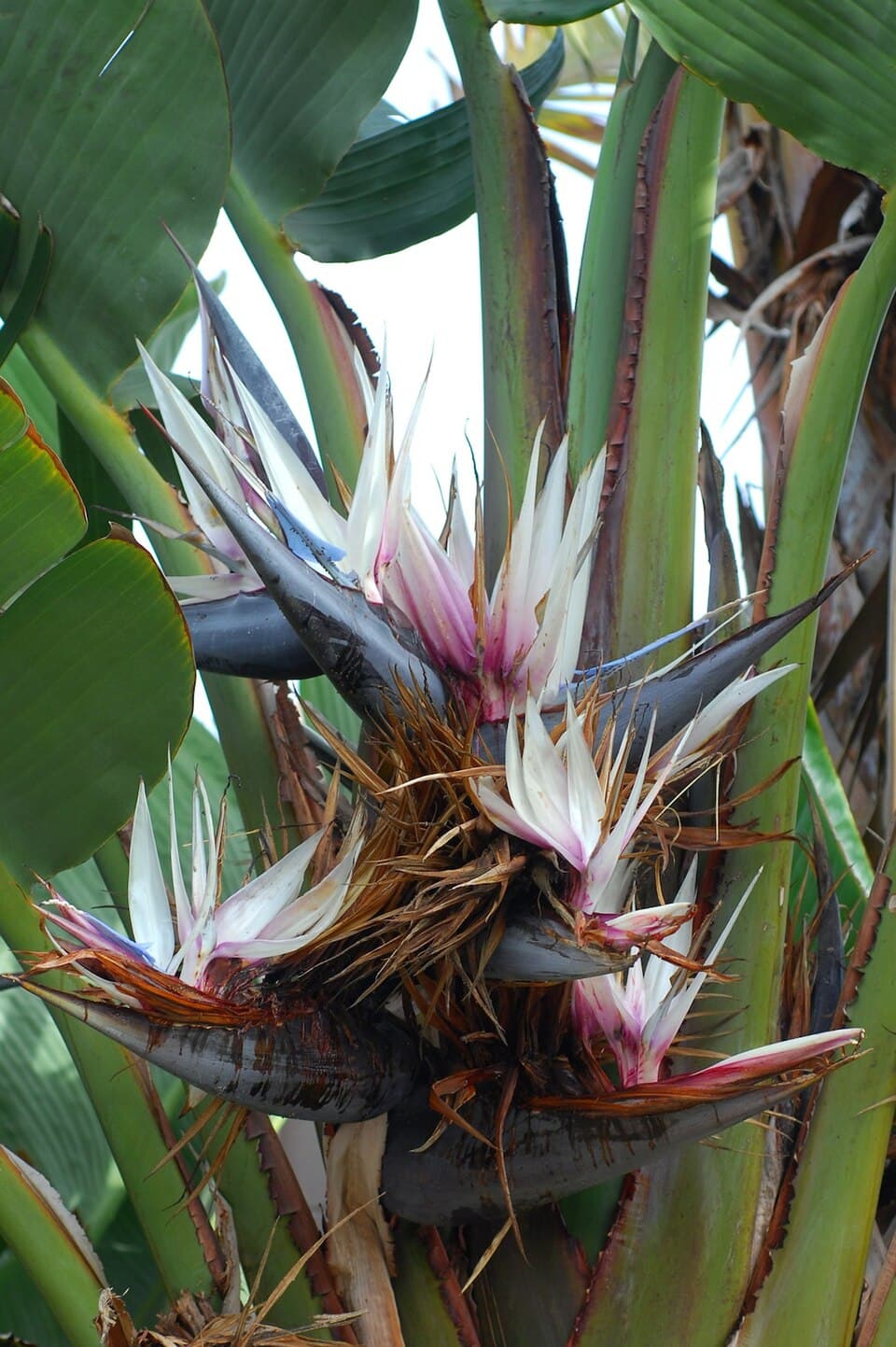 Bird of Paradise (Strelitzia nicolai)
