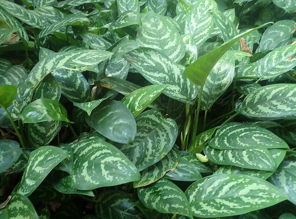 Chinese Evergreen (Aglaonema commutatum)