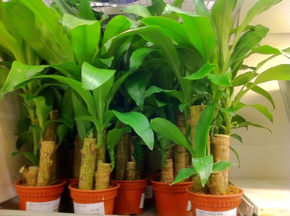 Corn Plant (Dracaena fragrans)