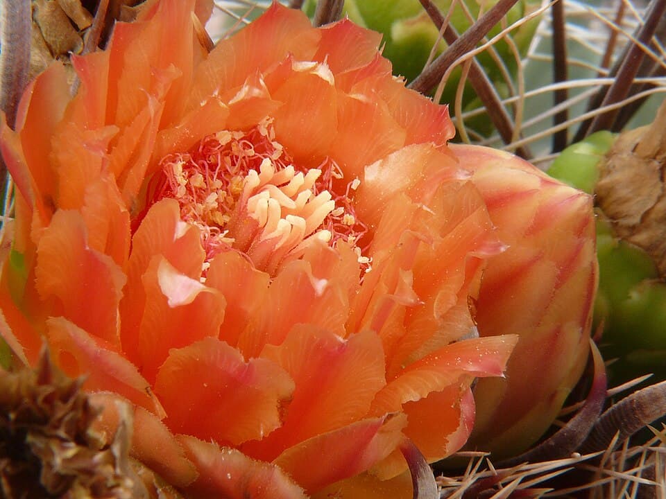 Barrel Cactus (Ferocactus wislizeni)