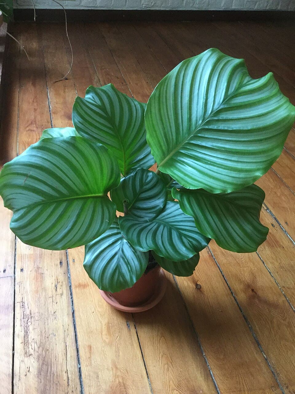 Calathea (Calathea orbifolia)