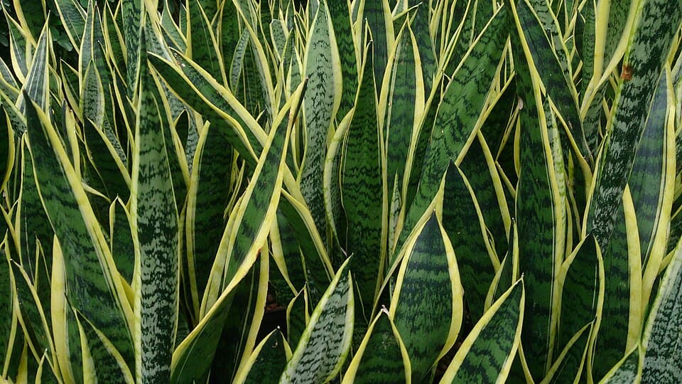 Snake Plant (Dracaena trifasciata)