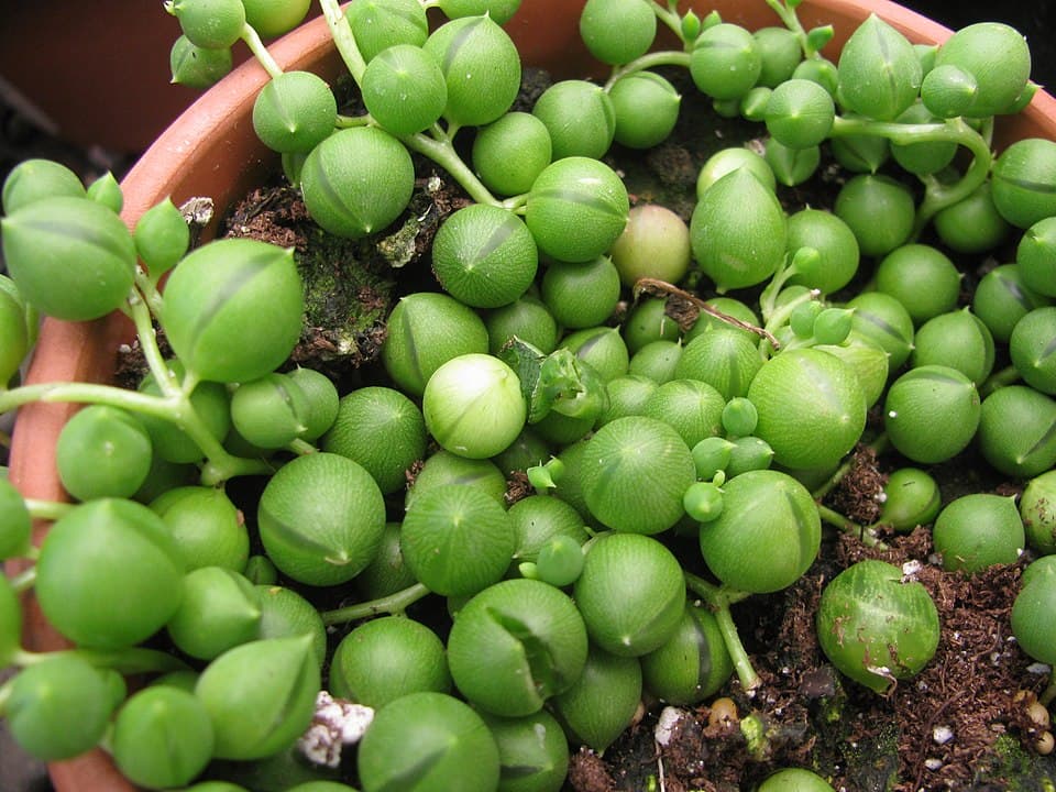String of Pearls (Curio rowleyanus)